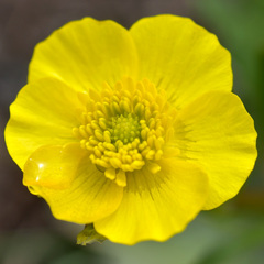 Ranunculus alberti