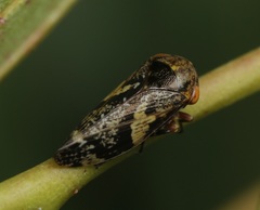 Eurymeloides punctata