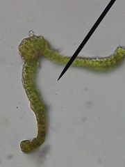 Schistidium crassipilum