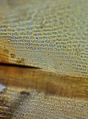 Schistidium crassipilum