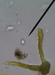 Schistidium crassipilum