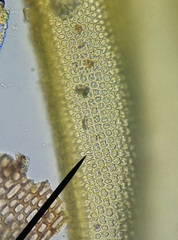 Schistidium crassipilum