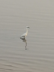Egretta garzetta