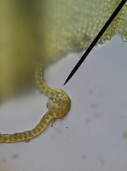 Schistidium crassipilum