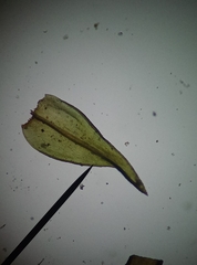 Schistidium crassipilum