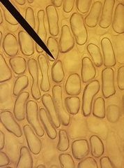 Schistidium crassipilum