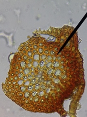 Schistidium crassipilum