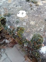 Ptychostomum imbricatulum