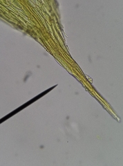 Ptychostomum imbricatulum