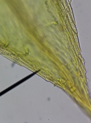 Ptychostomum imbricatulum