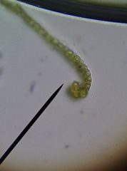 Ptychostomum imbricatulum