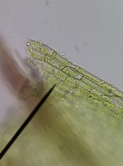Ptychostomum imbricatulum