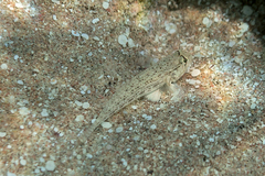 Gnatholepis anjerensis