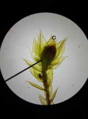 Ptychostomum imbricatulum