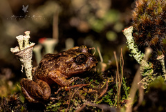 Eupsophus emiliopugini