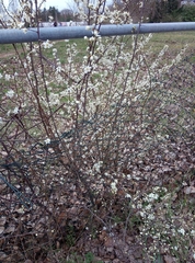Prunus spinosa