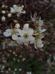 Prunus spinosa