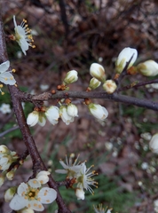 Prunus spinosa