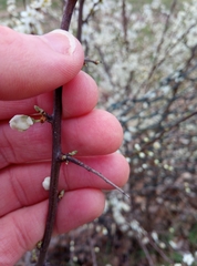 Prunus spinosa