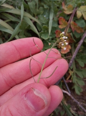 Arabidopsis thaliana