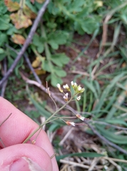 Arabidopsis thaliana