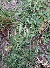 Arabidopsis thaliana