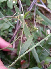 Arabidopsis thaliana