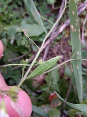 Arabidopsis thaliana