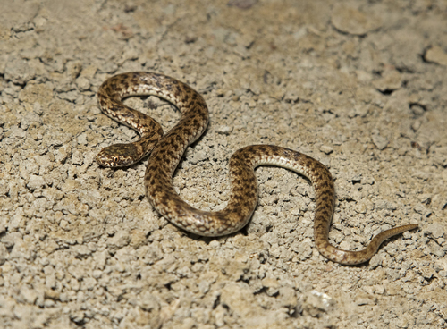 Photo of a De Vis Banded Snake (Denisonia devisi)