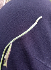 Arabidopsis thaliana