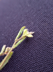 Arabidopsis thaliana