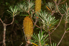 Banksia neoanglica