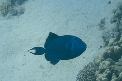 Pseudobalistes fuscus