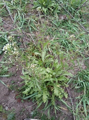 Capsella bursa-pastoris