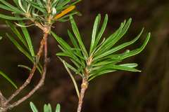 Banksia neoanglica