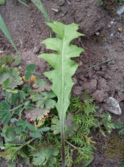 Capsella bursa-pastoris