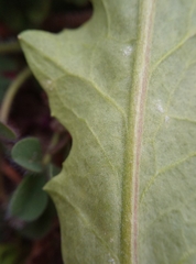Capsella bursa-pastoris