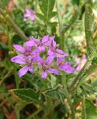 Erodium ciconium
