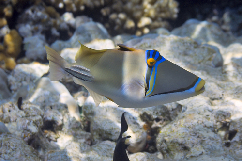 Arabian Picasso Triggerfish — seen at this dive site