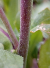 Capsella bursa-pastoris