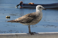 Larus dominicanus