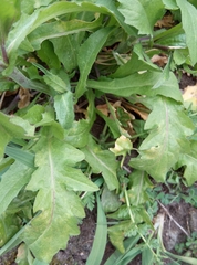 Capsella bursa-pastoris