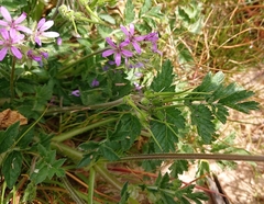 Erodium ciconium