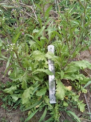 Capsella bursa-pastoris