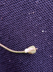 Capsella bursa-pastoris