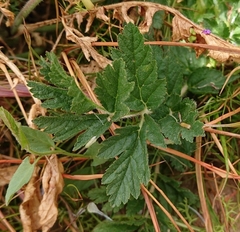 Erodium ciconium
