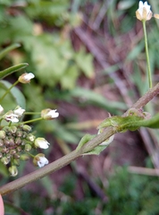 Capsella bursa-pastoris