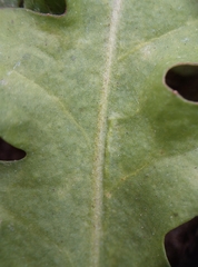 Capsella bursa-pastoris