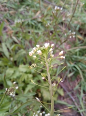 Capsella bursa-pastoris