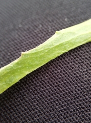 Capsella bursa-pastoris